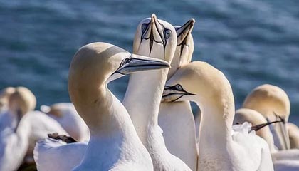 2026世界杯手机观看-5射0中，恒大不会进攻了！ 卡帅急需找到解药